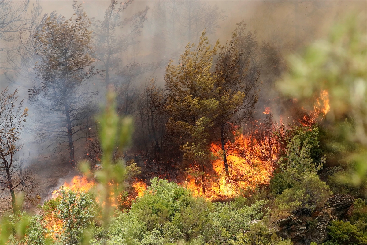 İzmir'deki yangında 100 hektar alan zarar gördü