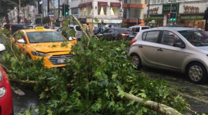 İstanbul'daki yağış ağaçları devirdi