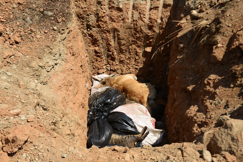 İzmir'de toplu hayvan mezarlığı bulundu