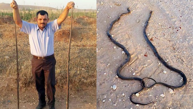 Öldürdüğü iki metrelik yılanlarla poz veren Şanlıurfalı