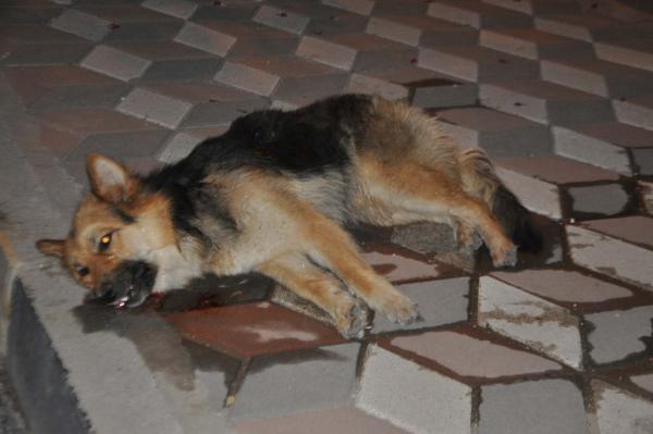 Manisa'da bir sürücü köpeğe çarpıp kaçtı
