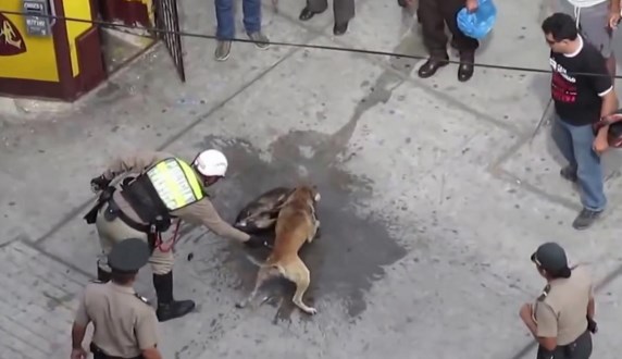 Brezilya'da sokak ortasında pitbull dehşeti