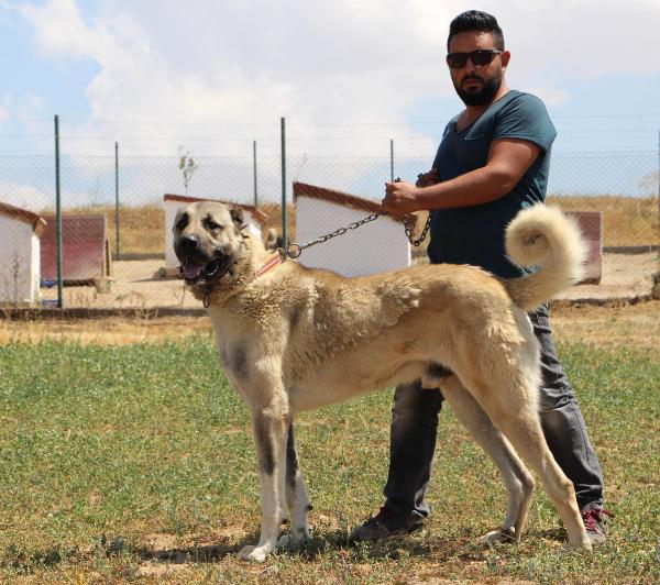 İstanbul Çevik Kuvvet kangal köpekleriyle çalışacak