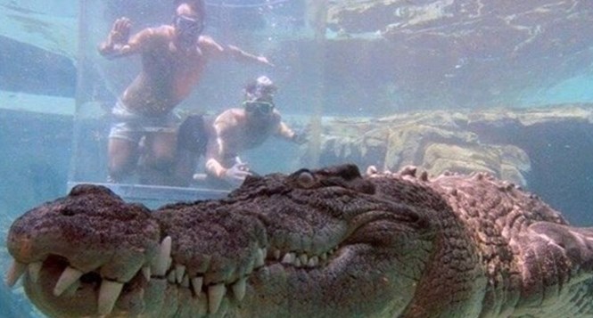 Cesur turistler 165 dolara timsahla burun buruna yüzdü