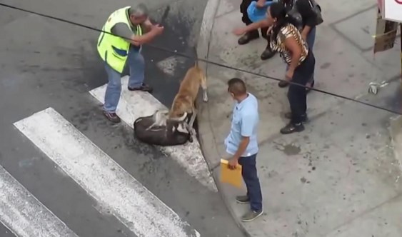Brezilya'da sokak ortasında pitbull dehşeti