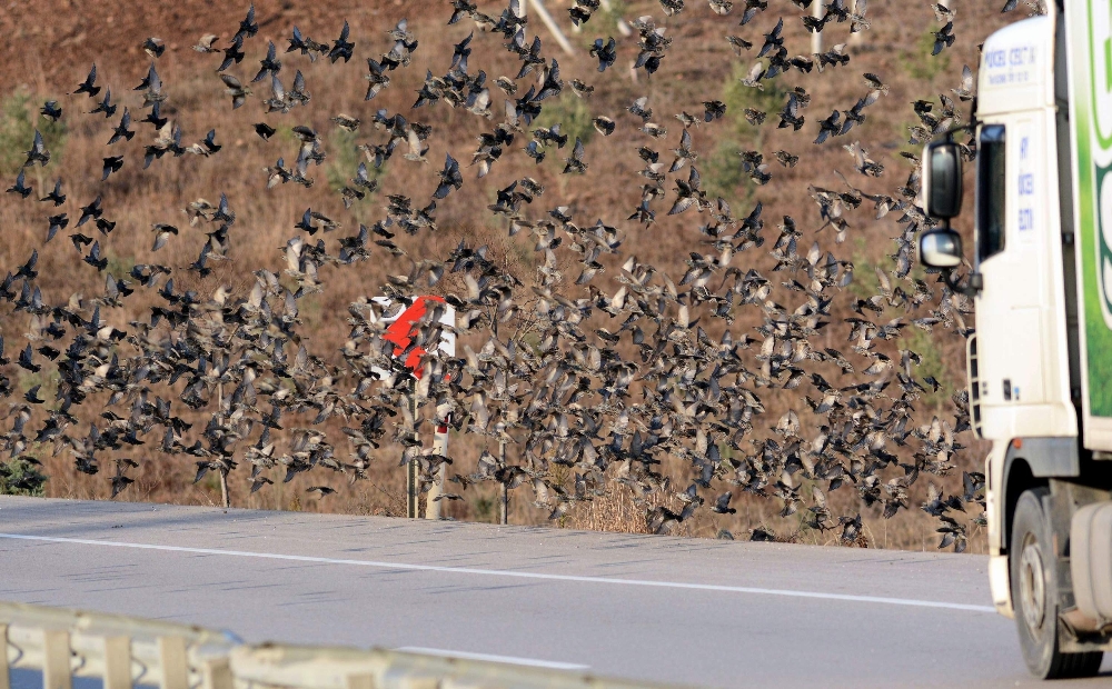 Bursa'da binlerce kuş yola indi