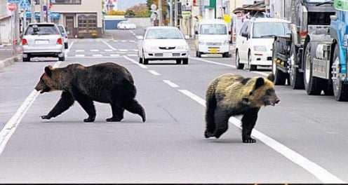 Japonya'da ayılar şehre indi: 4 ölü