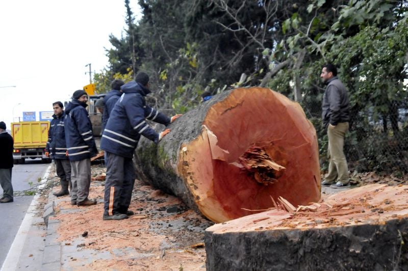 ODTÜ'de ağaçlar katlediliyor yalanı