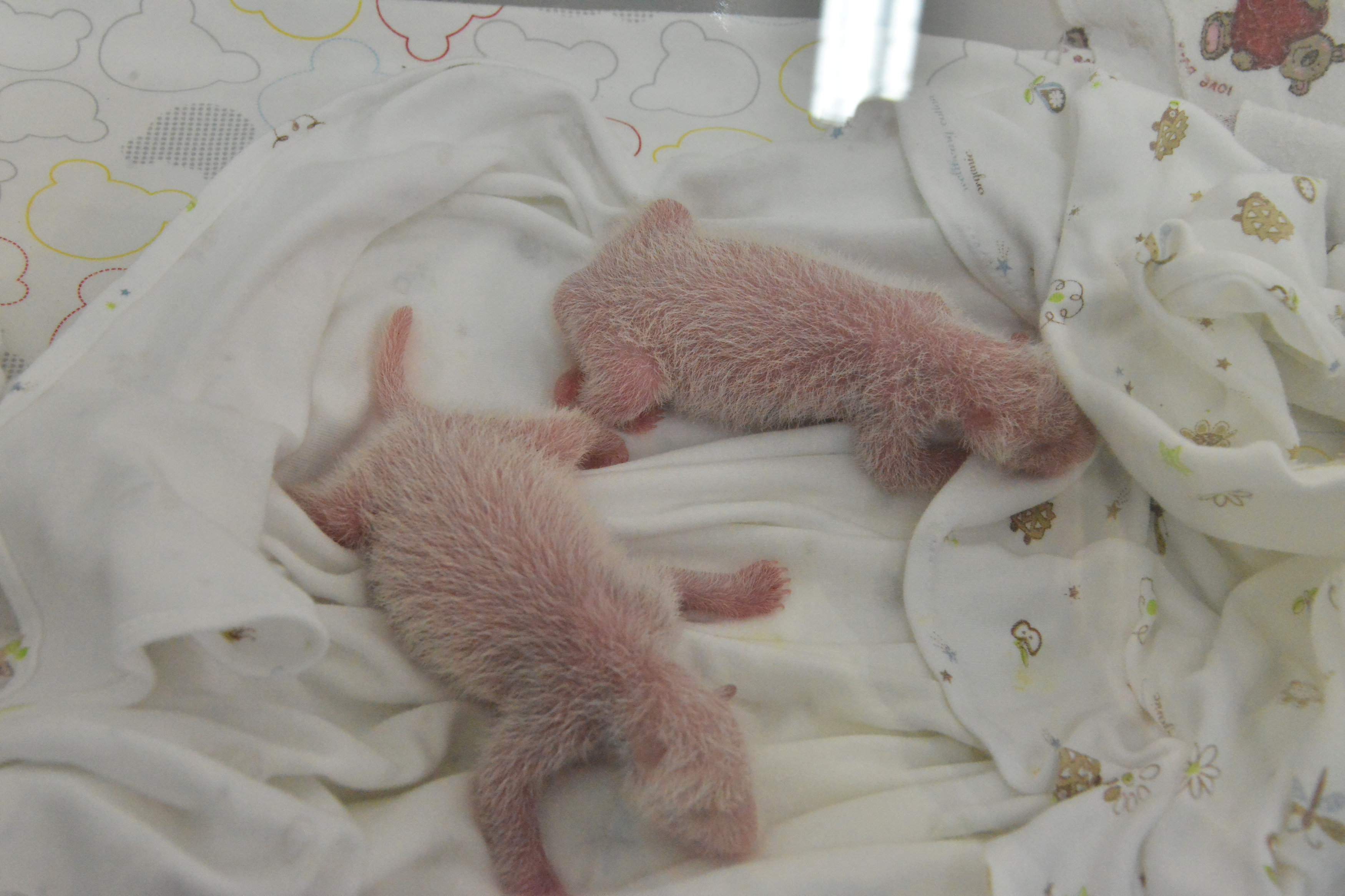 Çinli panda Fransa'da ikiz doğurdu, biri yaşadı