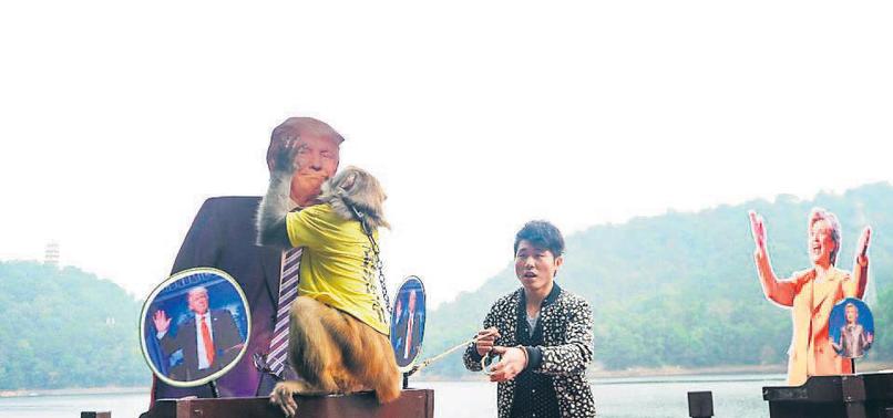 Çin'deki kahin maymun ABD seçiminde yanılmadı