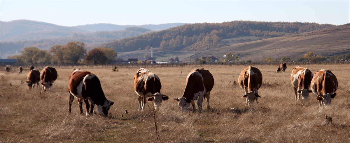 Türkiye'ye et ihracatı Sırbistan'daki Boşnaklardan