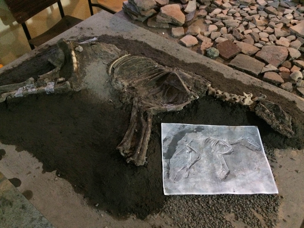 2 bin 700 yıllık köpek iskeleti Van'da sergilenecek