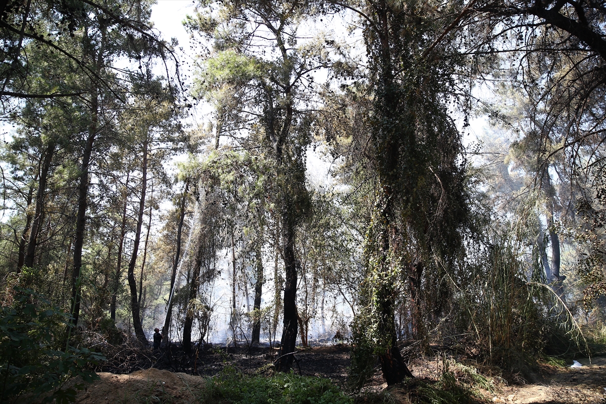 Antalya'da 10 dönümlük orman yandı