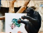 Ressam şempanzenin resimleri sergiye açıldı