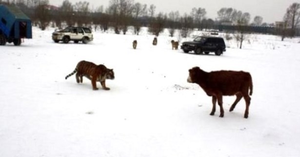 Çin'de canlı ineği kaplanlara yem ettiler