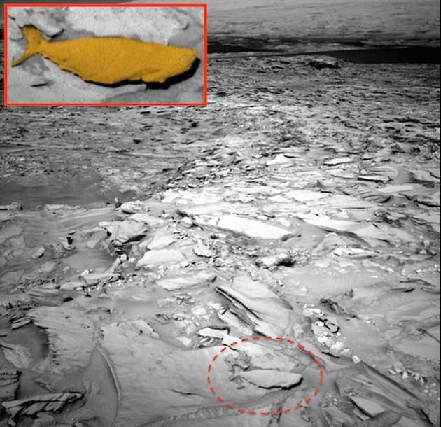 Mars'tan gelen balina benzeri görüntü