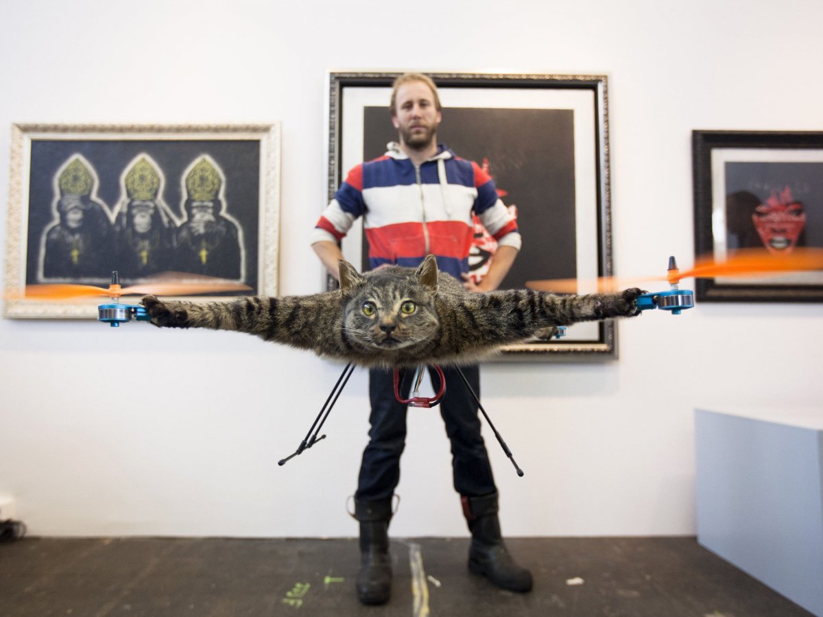 Kedisinden drone yapan adam inekten helikopter yapacak