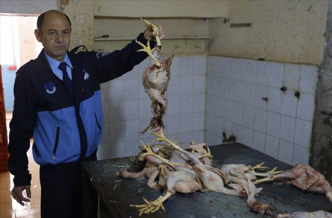 İzmir'de kaçak tavuk kesimi operasyonu 