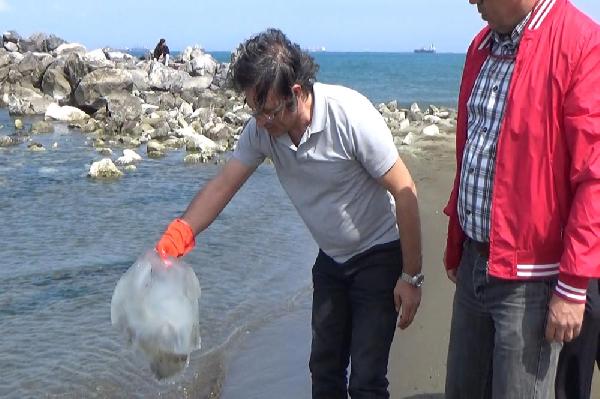 Türkiye sahillerinde zehirli denizanası alarmı