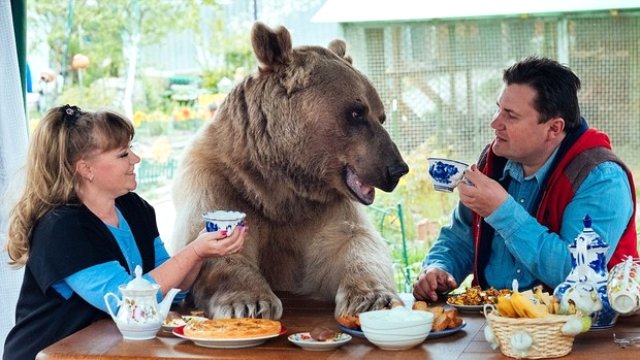 Rus aile evlerinde ayı besliyor 